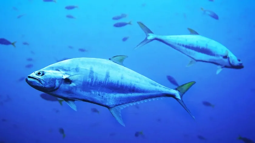 Forschung zum Thunfisch