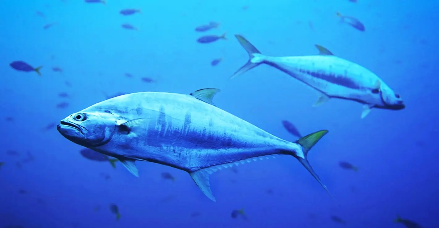 Forschung zum Thunfisch
